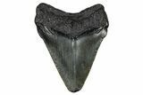 Juvenile Megalodon Tooth - South Carolina #340725-1